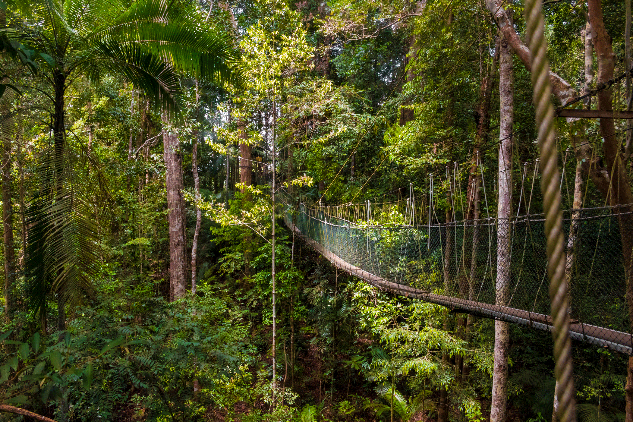 Treetop walk in Taman Negara in Malaysia
