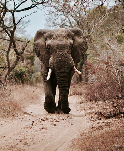 africa-elephant-forest-sidebar