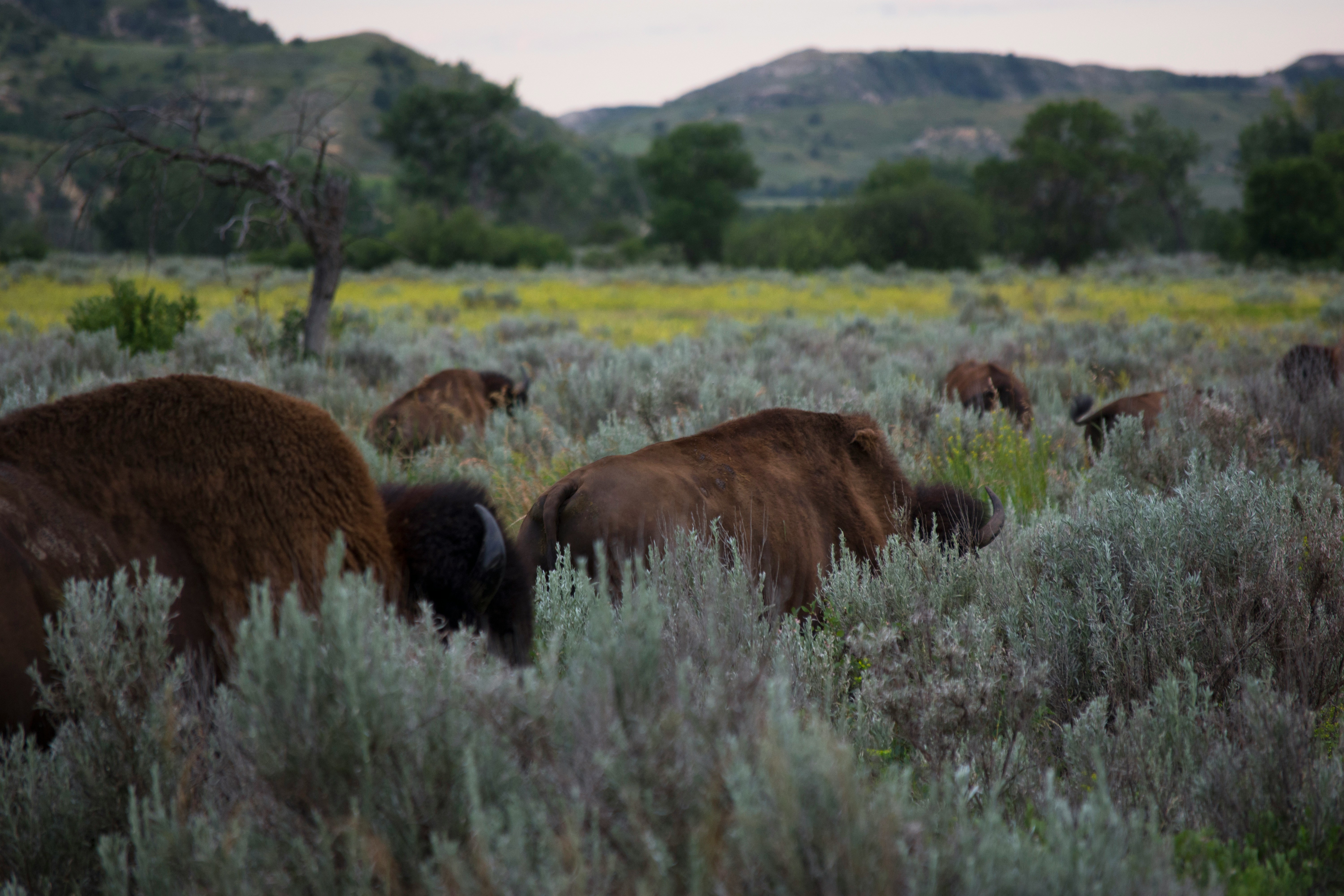 Bisons in Theodore Roosevelt National Park in North Dakota