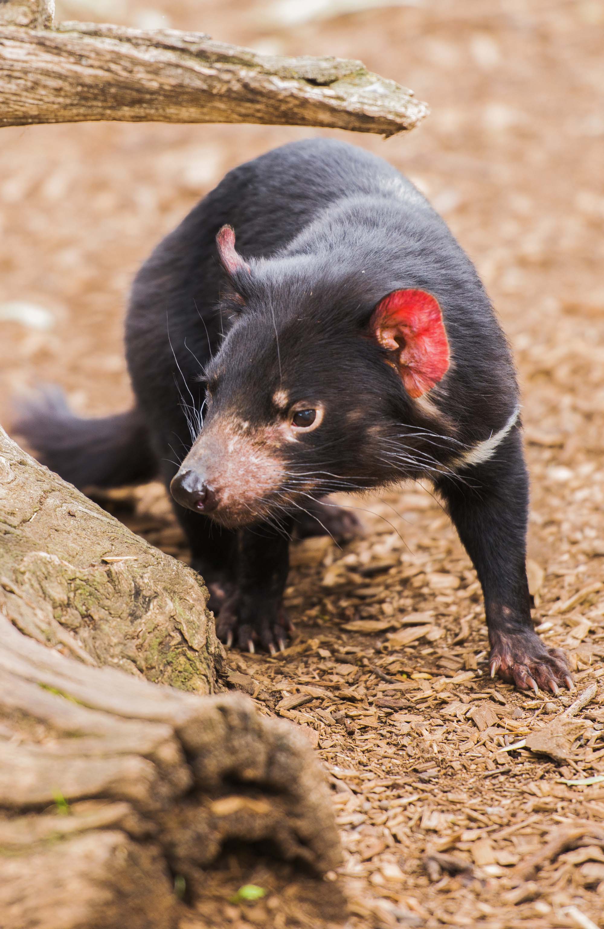 tasmania-tasmanian-devil-sidebar