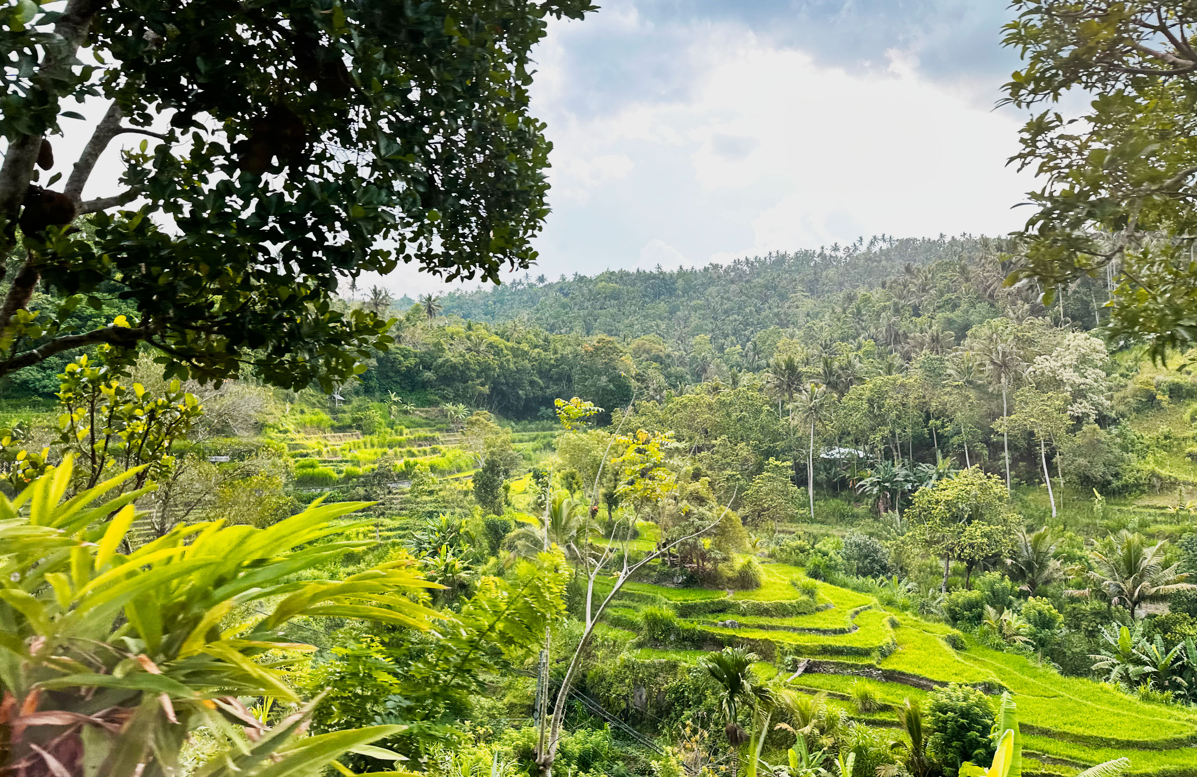 Hrísgrjónaakur á Balí