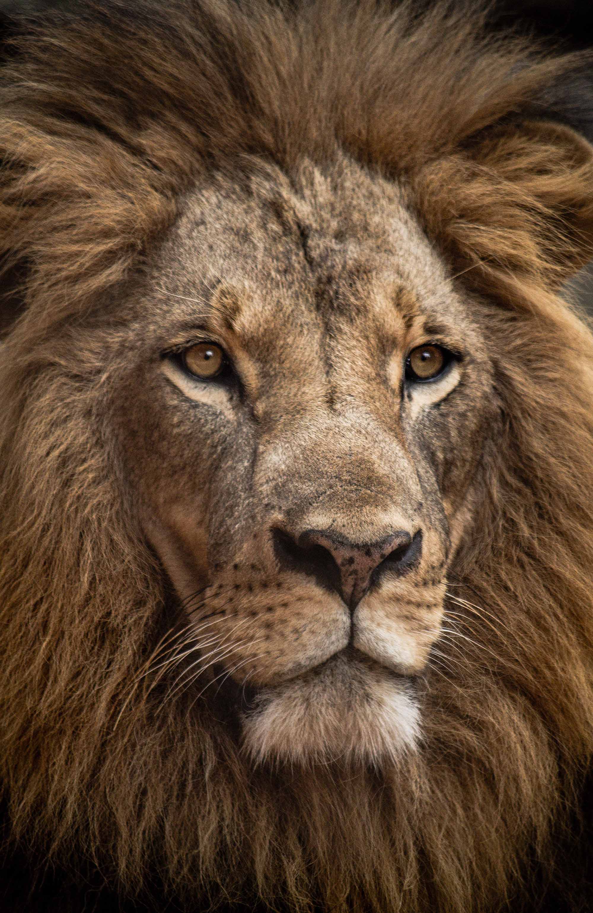 nairobi-kenya-animal-orphanage-lion-sidebar