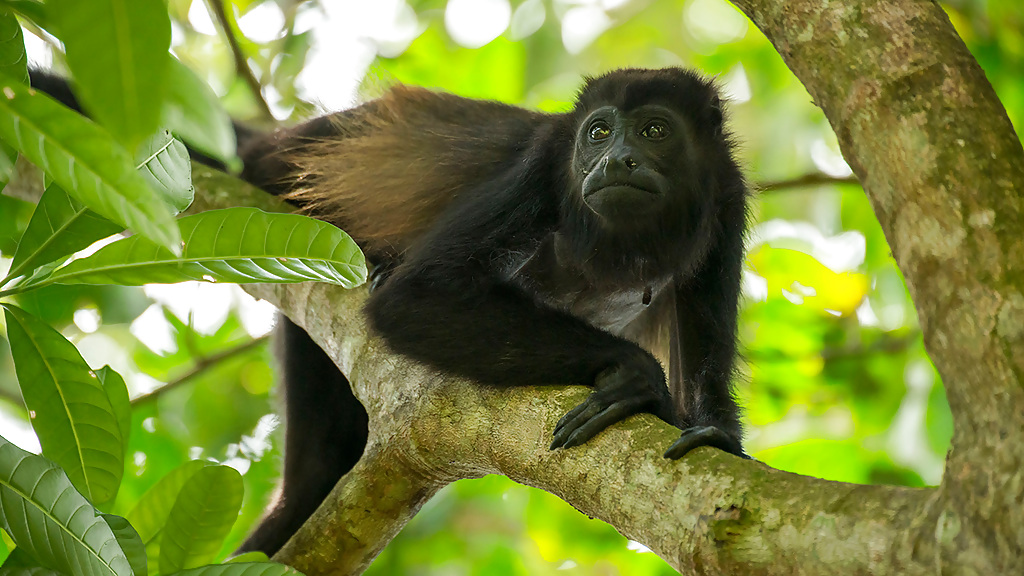 monkey_57_1280x720_for_navi_web