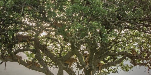 17aa58d85d538b78b73245832f341b57