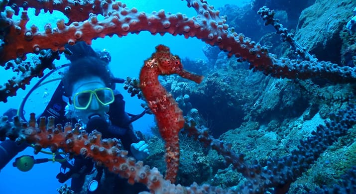 1_bv-product-web-gallery-colombia_0002s_0000s_0038_Diving-007