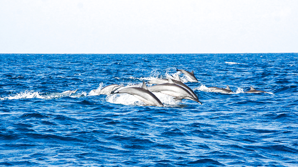 kalpitiya_dolphin_watching_1_1280x720_for_navi_web