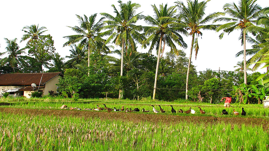 ubud--8_1280x720