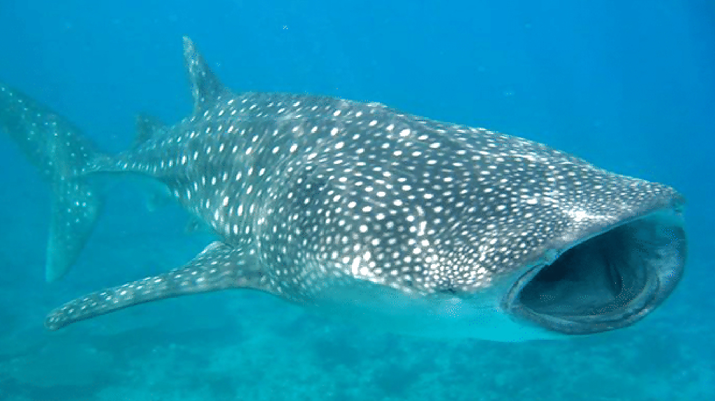 ari-2_1280x720_for_navi_web