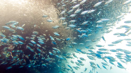 ttt5d-cebudumaexp_8_1280x720_for_navi_web