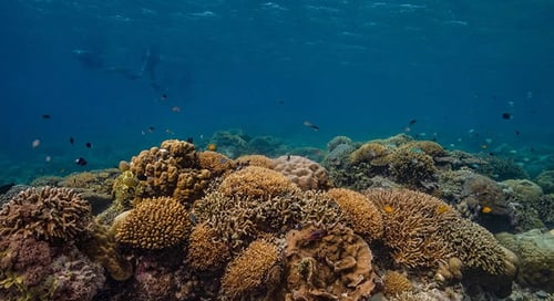 1_Gili_Trawangan_Marine_004