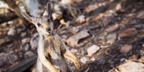 4397d5ad5f90085b7c1ced4b3d2e070f