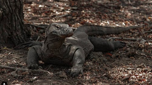 wanua_komodo_2_1280x720_for_navi_web