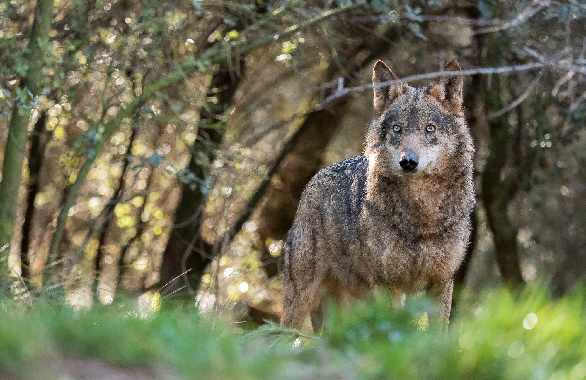 Portugal Lisbon Wolf Volunteer